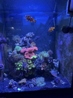 REEF 1.webp