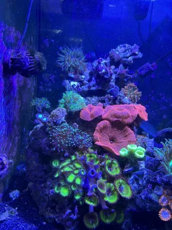 REEF 2.webp