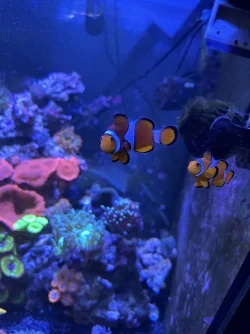 REEF 3.webp