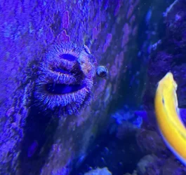 REEF 4.webp