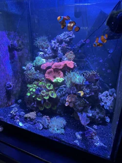 REEF 5.webp