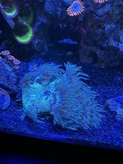 REEF 6.webp