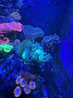 REEF 7.webp