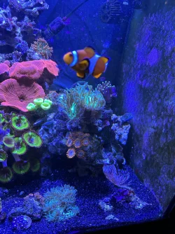 REEF 8.webp