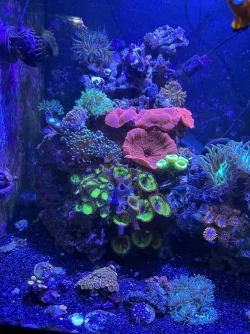 REEF 9.webp