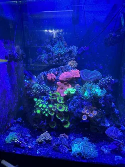 REEF 10.webp