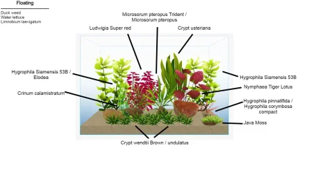 90L Scape.webp