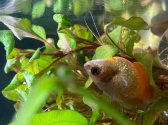 Honey Gourami.webp