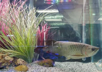FishMikes1.22.24_3.webp