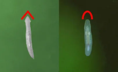 Planaria-rhabdocoela.webp