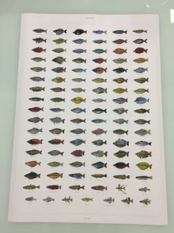 Rainbowfish.webp