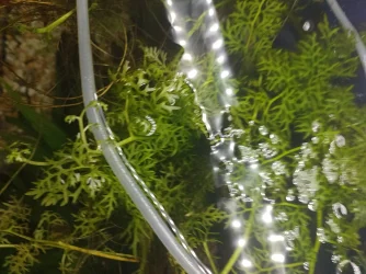 17081271140763090860486082583951.webp