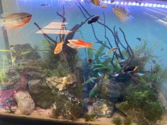 Fish 2.webp