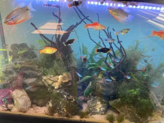 Fish 3.webp