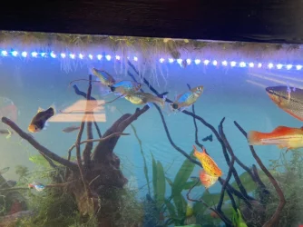 Fish 4.webp