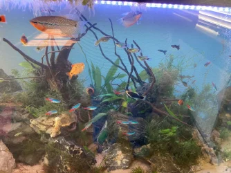 Fish.webp