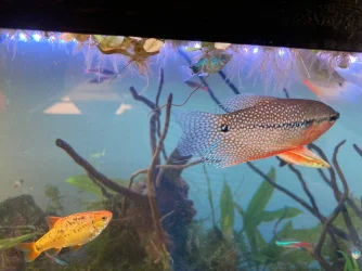Gourami.webp