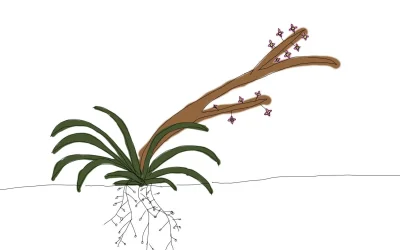 plant2b.webp