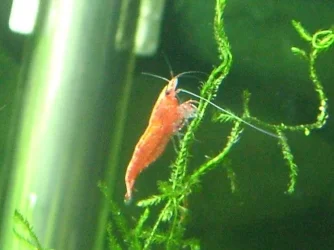 cherry shrimp.webp