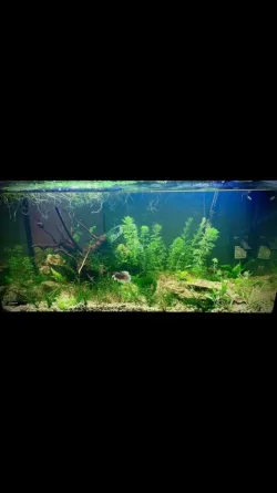 60L Tank.webp