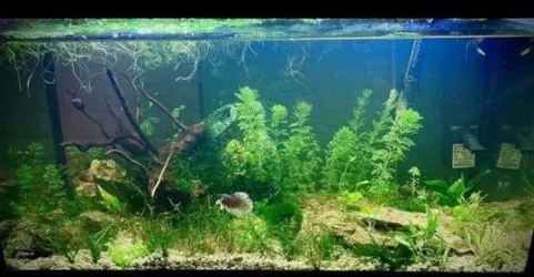 60L Tank.webp