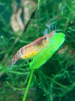 Berried Shrimp.webp
