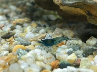 Blue Velvet Neocaridnia.webp