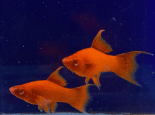 swordtails.png