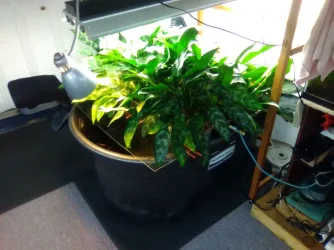 Ag in 100 G Tank.webp