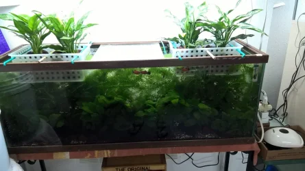 60 G with Ag Plants.webp