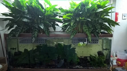 60 G with Ag Plant.webp