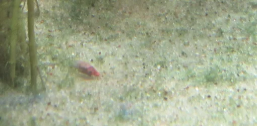 30751968_Unknown.webp