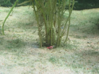 30752064_Unknown (1).webp