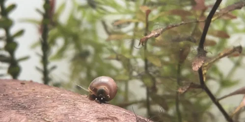 snail 1.webp