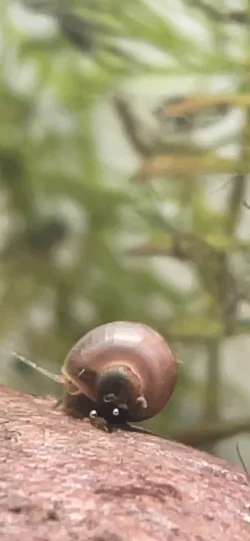 snail 2.webp
