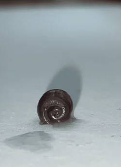 snail 1.webp