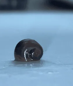 snail 2.webp