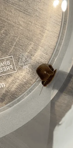 snail.webp
