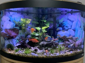 tank2024.webp