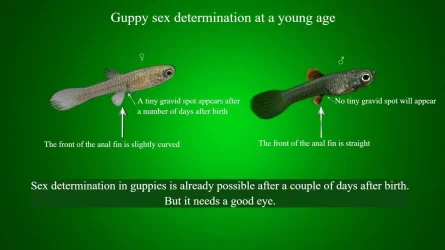 Guppy sex determination at a young age.webp Guppy sex determination at a young age.webp