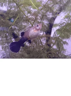 guppy_body.webp