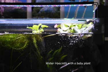 Plant.webp