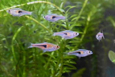 Rasbora.webp