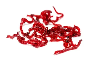 bloodworm.webp