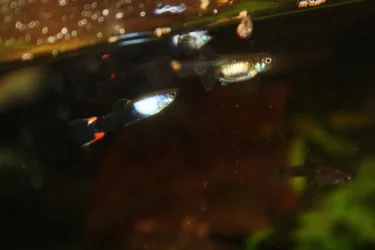 440101940_2174282272922853_4938315167936073894_n.webp