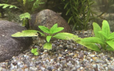 repens.webp