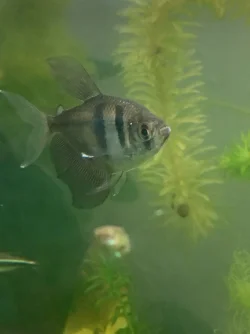 Black Skirt Tetra.webp
