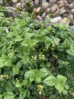 Yellow Archangel.webp