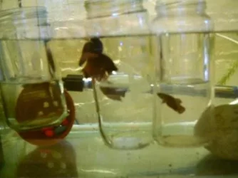 betta_tank2.webp