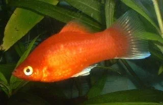 Red.webp